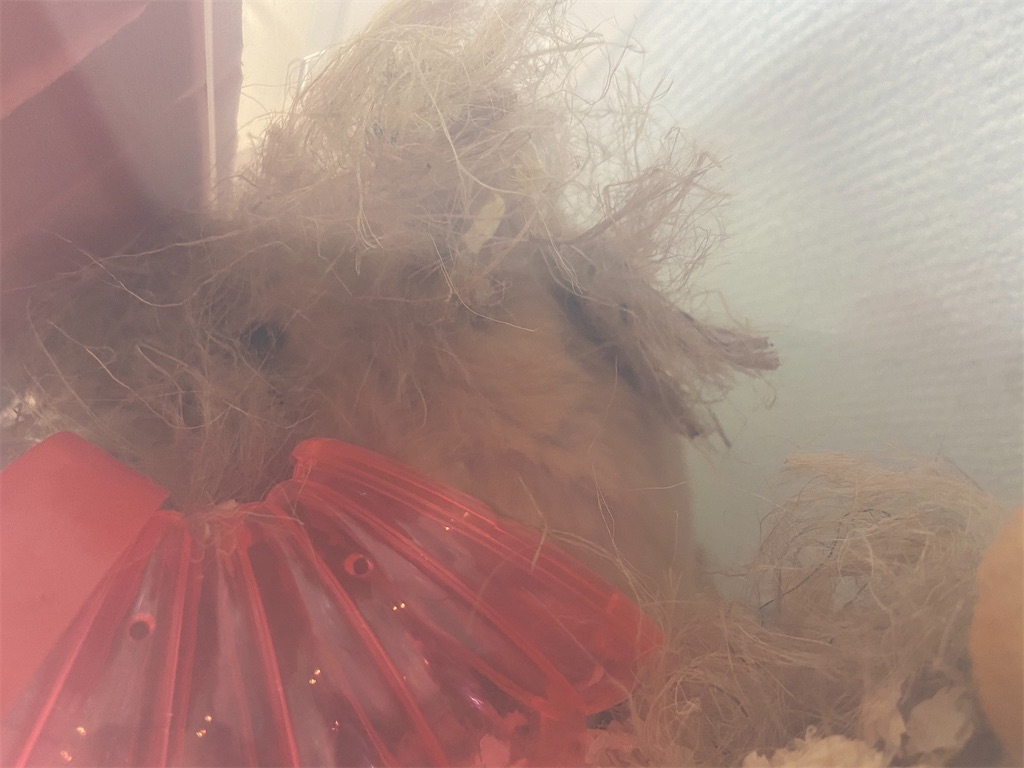 f:id:BusDriverKenzo:20201230225059j:image