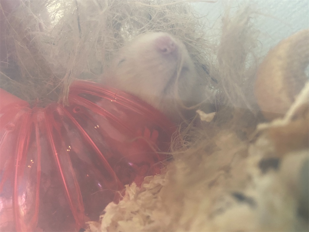 f:id:BusDriverKenzo:20201230225109j:image