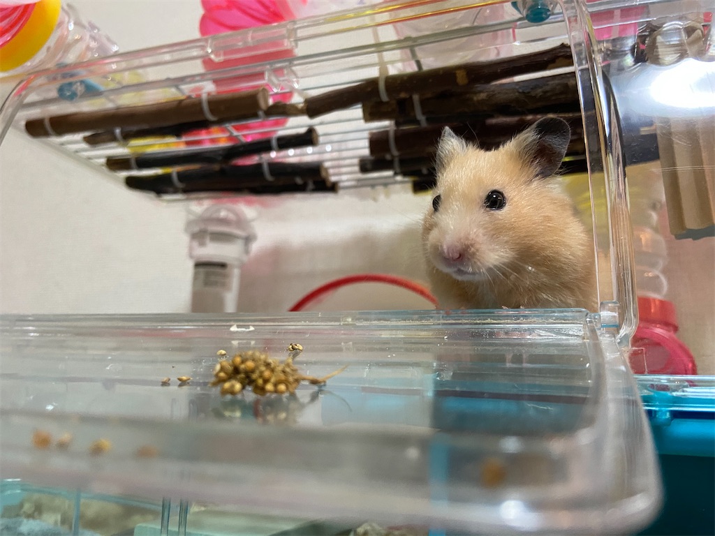 f:id:BusDriverKenzo:20210521194555j:image f:id:BusDriverKenzo:20210521194555j:image