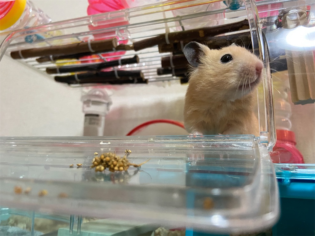 f:id:BusDriverKenzo:20210521194604j:image f:id:BusDriverKenzo:20210521194604j:image