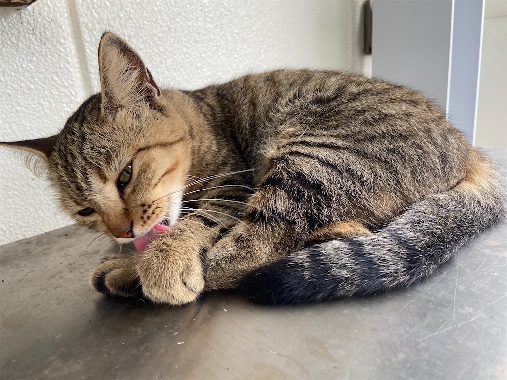 f:id:BusDriverKenzo:20210926133833j:image