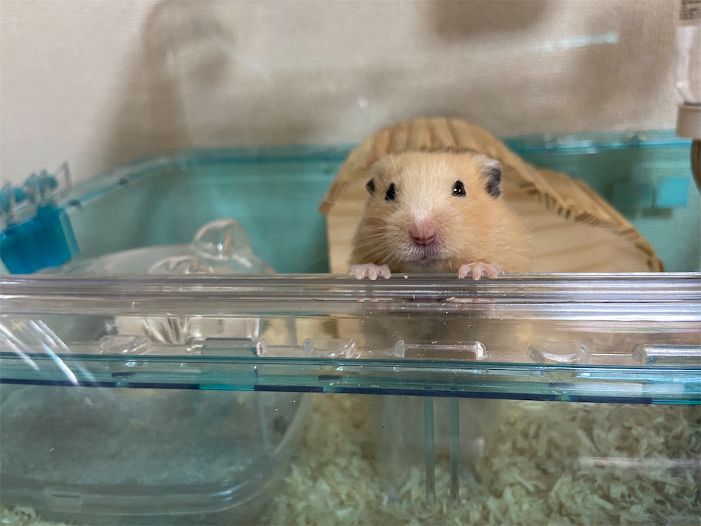 f:id:BusDriverKenzo:20211008200923j:image f:id:BusDriverKenzo:20211008200923j:image