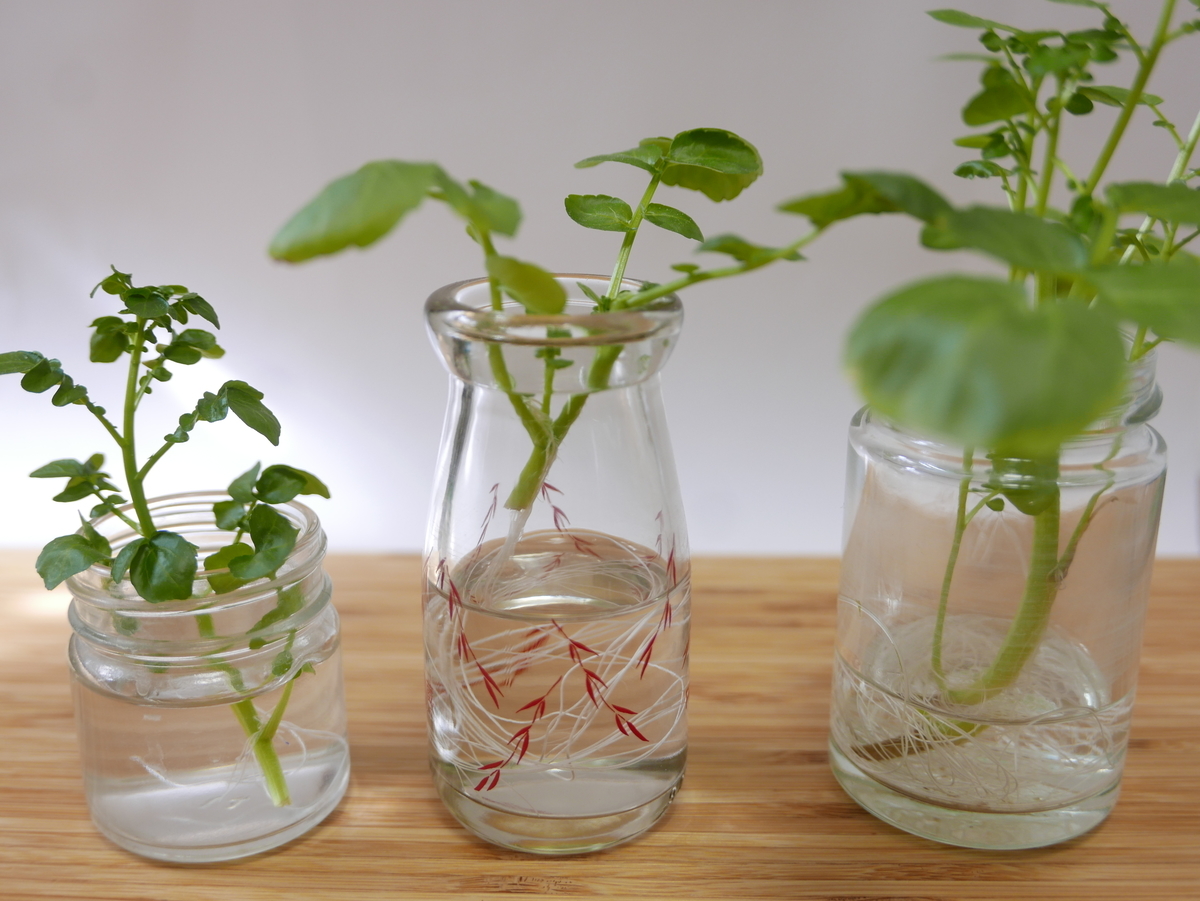 22年2月 クレソンの水耕栽培日記 2ヶ月目 ガラス瓶からハイドロボールに植え替え ときめき のんびりライフ