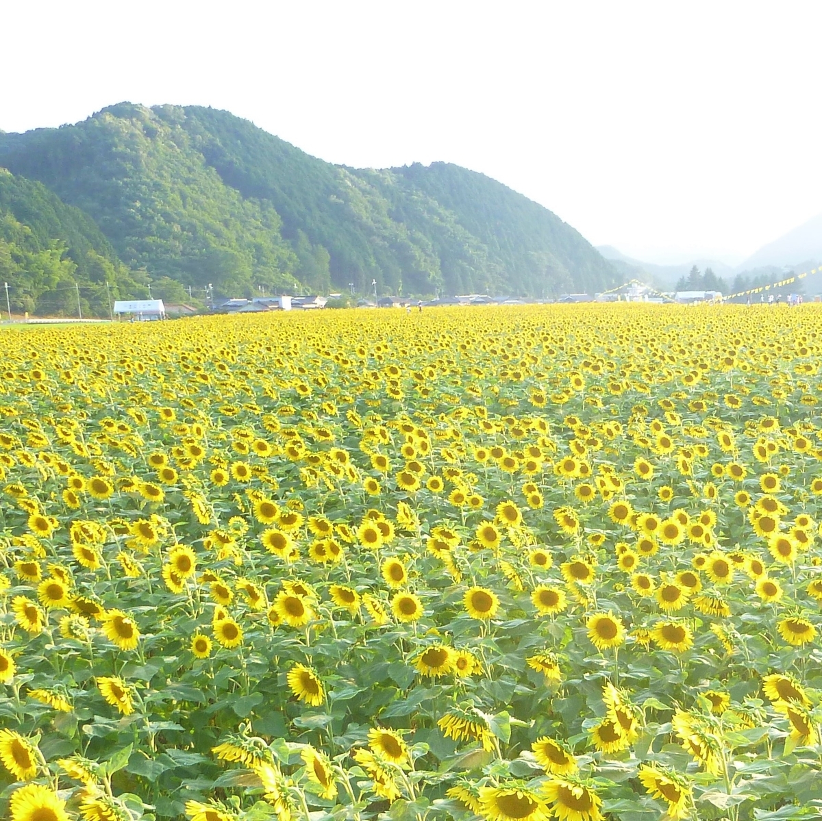 f:id:BuzinTaiko:20200810180620j:plain f:id:BuzinTaiko:20200810180620j:plain