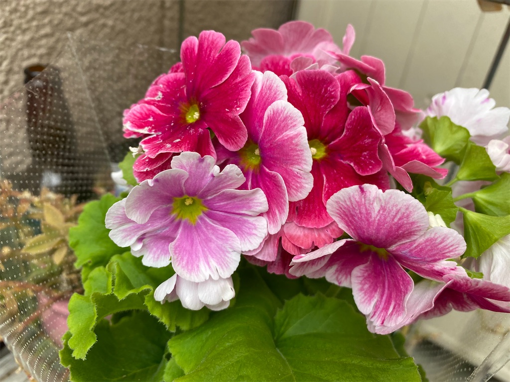 f:id:C302566k:20210223130118j:image