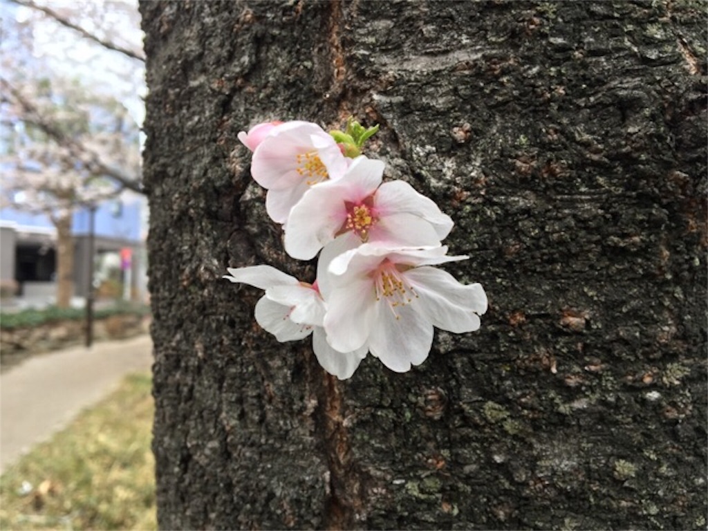 f:id:CALMIN:20180331211101j:plain