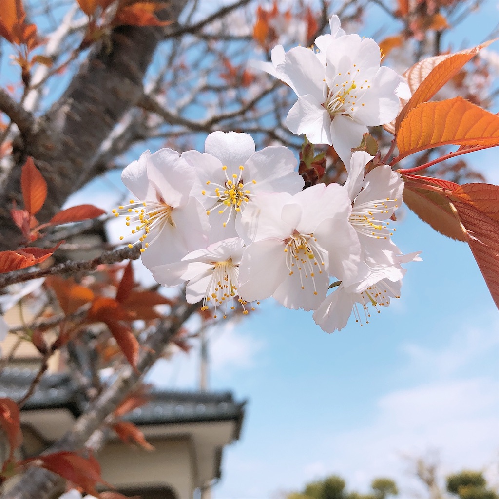 f:id:CASL:20190430034837j:image f:id:CASL:20190430034837j:image