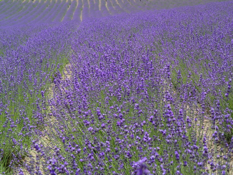 f:id:CBX4121:20130716115424j:image:w360