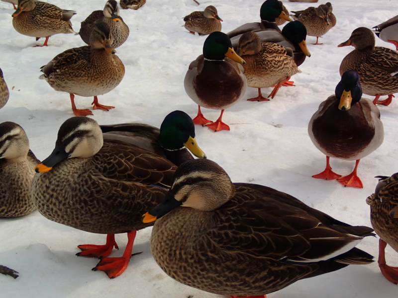 f:id:CBX4121:20140203113403j:image:w360 f:id:CBX4121:20140203113403j:image:w360