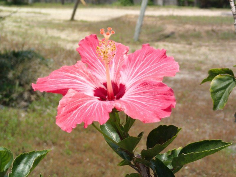 f:id:CBX4121:20140630014418j:image:w640 f:id:CBX4121:20140630014418j:image:w640