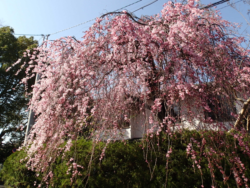 f:id:CBX4121:20150427003047j:image:w360