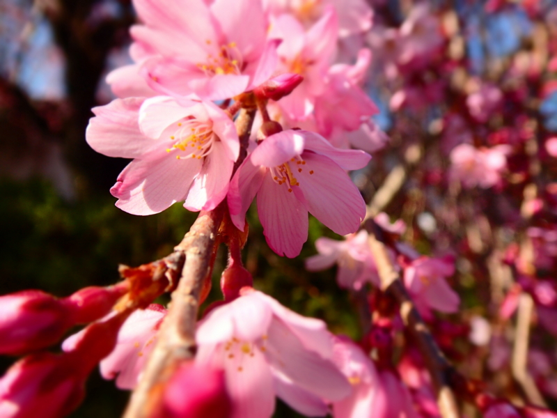 f:id:CBX4121:20150427003049j:image:w360