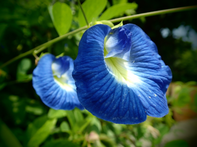 f:id:CBX4121:20150517225831j:image:w640