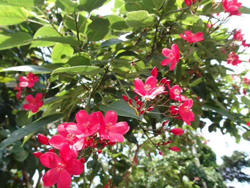 f:id:CBX4121:20150517225834j:image:w640