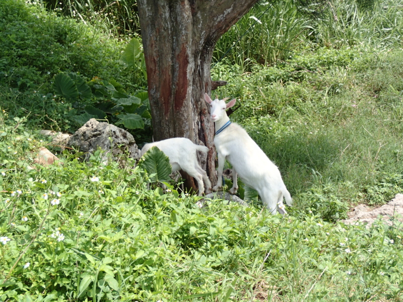 f:id:CBX4121:20150517225846j:image:w640