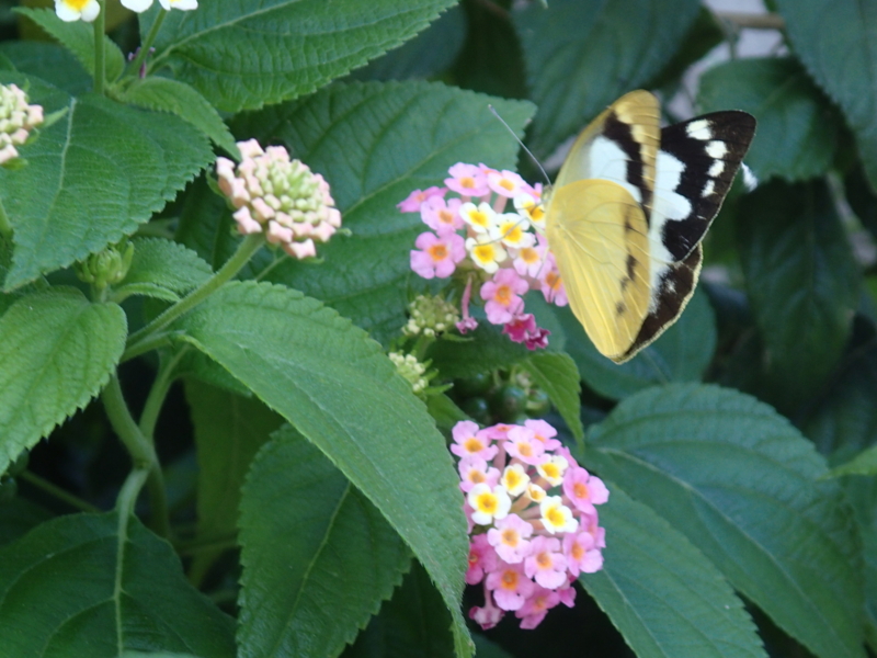 f:id:CBX4121:20150517225849j:image:w640
