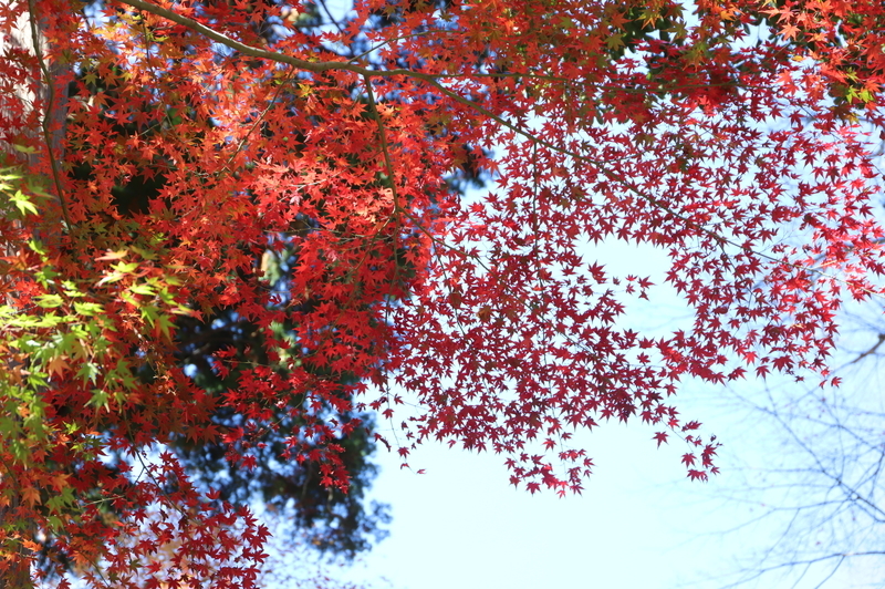 f:id:CBX4121:20201128143352j:plain