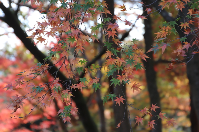 f:id:CBX4121:20201128143458j:plain
