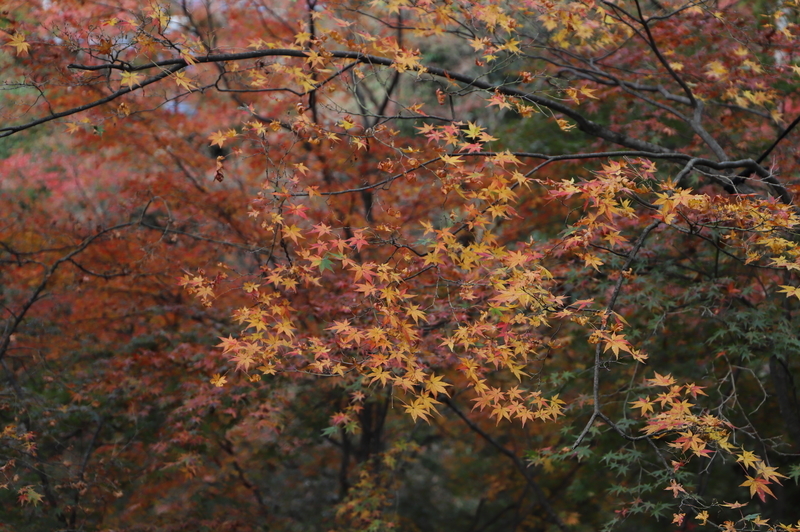 f:id:CBX4121:20201128144317j:plain