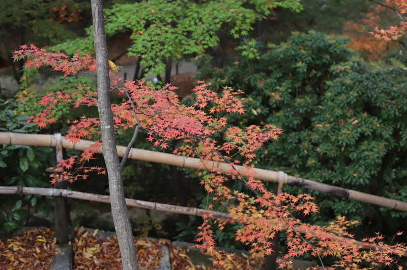 f:id:CBX4121:20201128144341j:plain