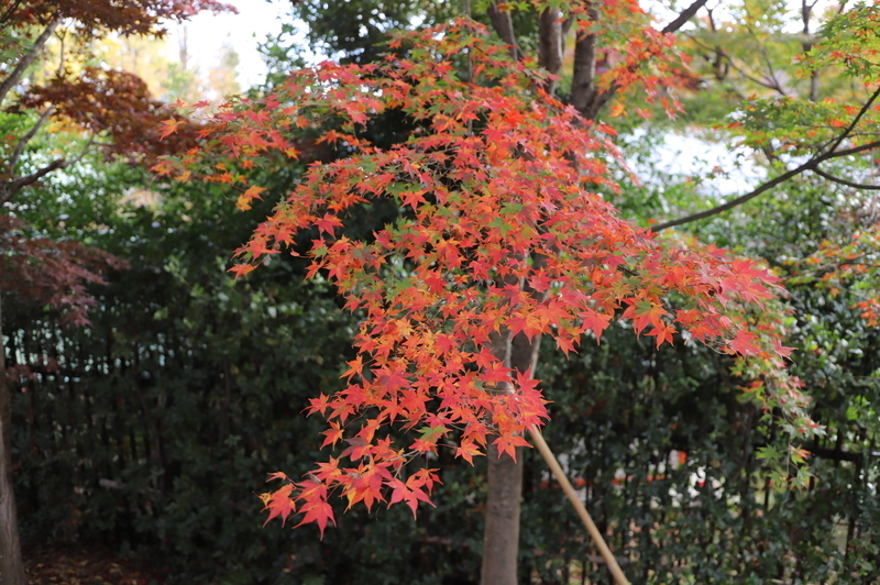 f:id:CBX4121:20201128144406j:plain