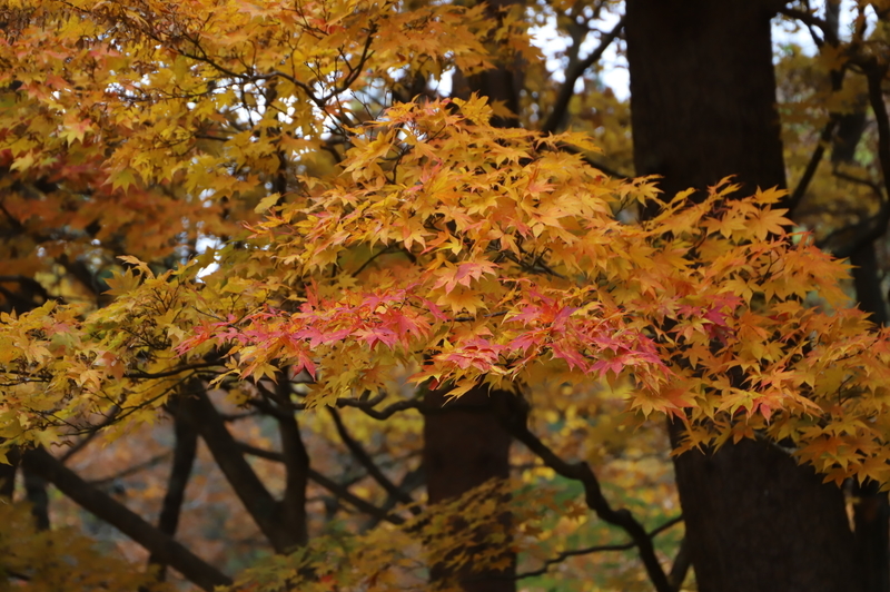 f:id:CBX4121:20211102232712j:plain