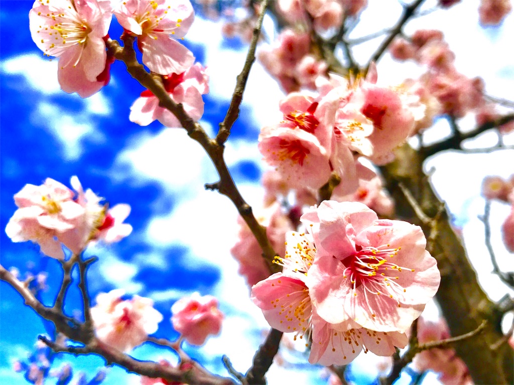 f:id:CHASSESPLEEN:20180310131944j:image