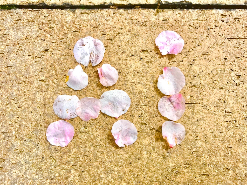 f:id:CHASSESPLEEN:20180310131949j:image