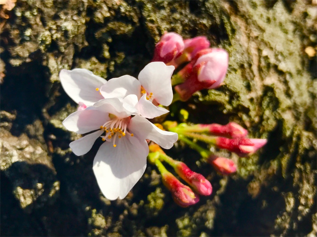 f:id:CHASSESPLEEN:20180317123559j:image