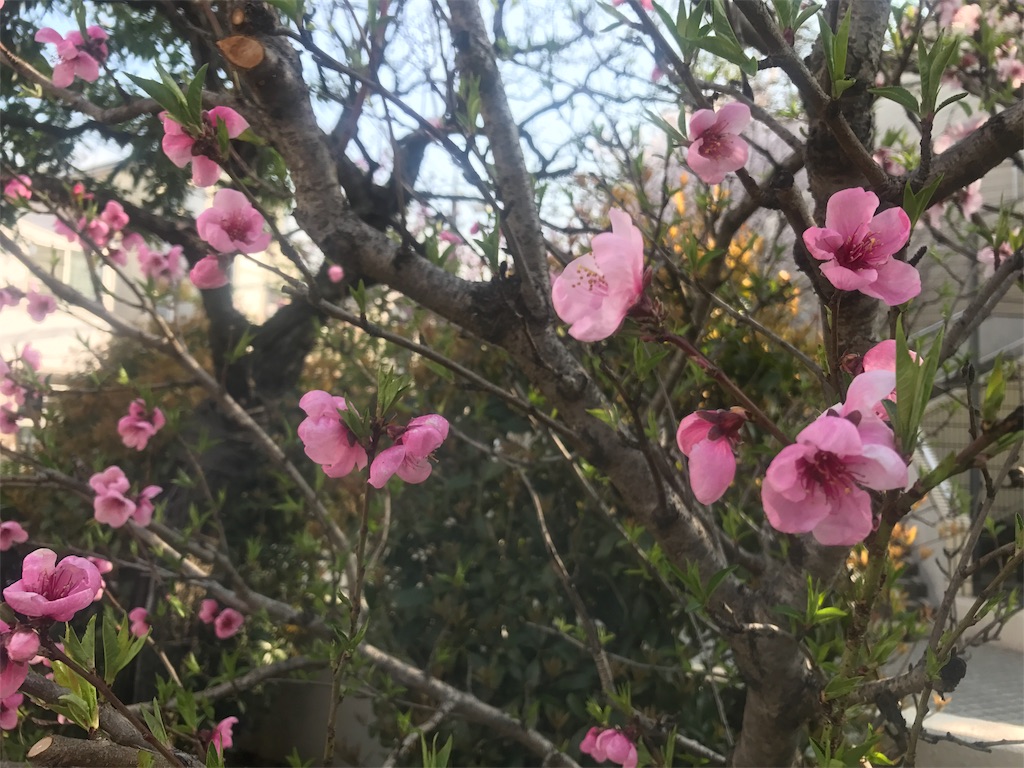 f:id:CHASSESPLEEN:20180327082604j:image