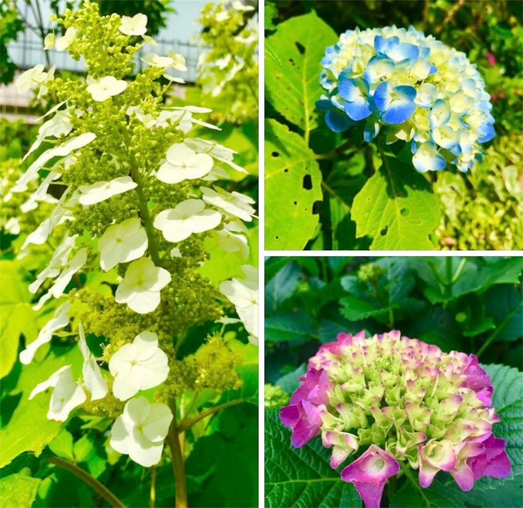 f:id:CHASSESPLEEN:20180517083048j:image