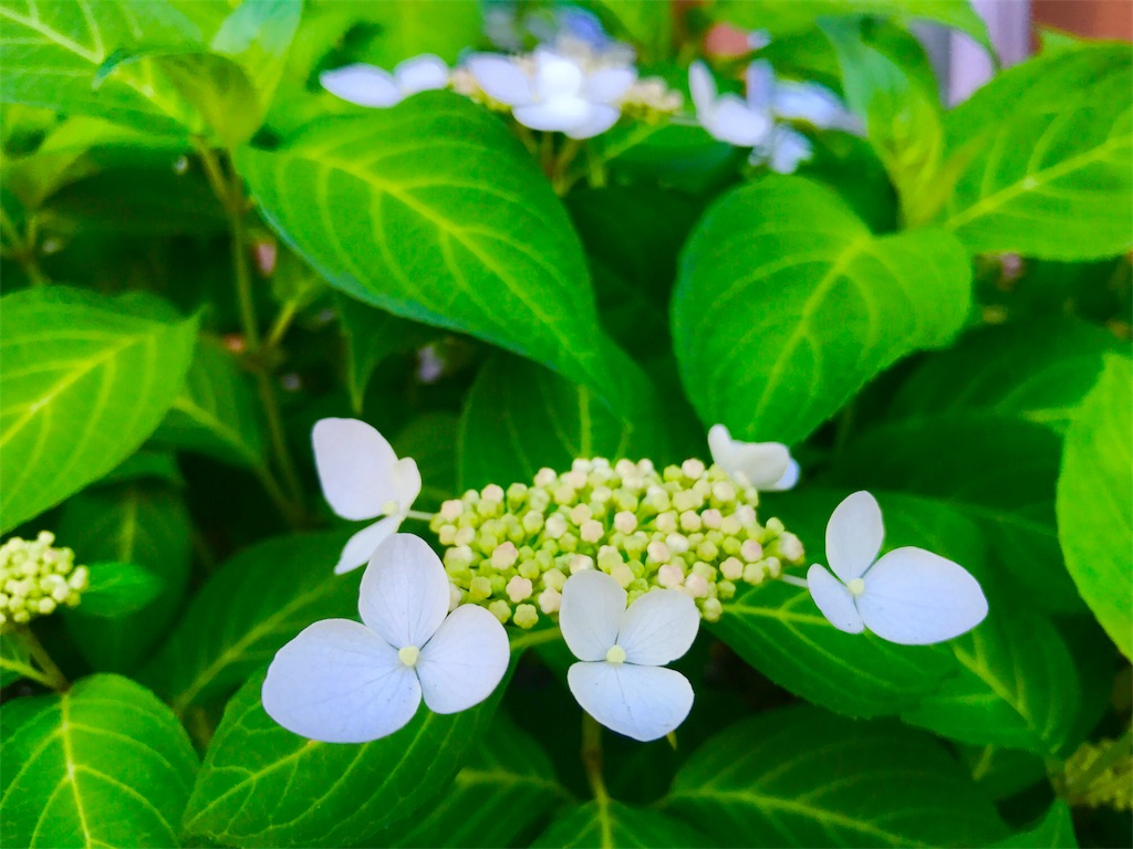 f:id:CHASSESPLEEN:20180520161107j:image