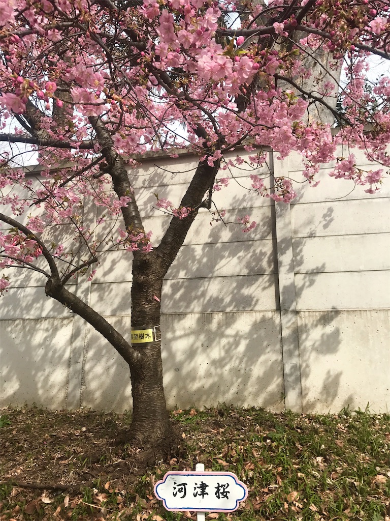 f:id:CHASSESPLEEN:20190224124513j:image