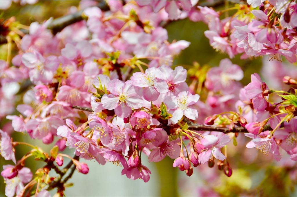 f:id:CHASSESPLEEN:20190224201959j:image