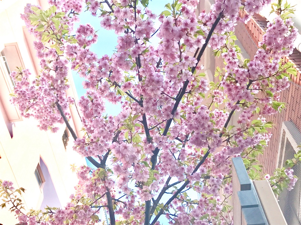 f:id:CHASSESPLEEN:20190305082622j:image f:id:CHASSESPLEEN:20190305082622j:image