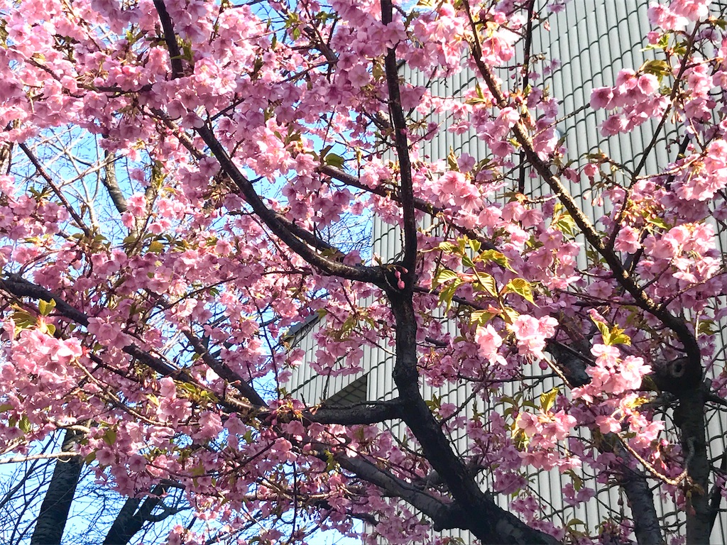 f:id:CHASSESPLEEN:20190305082718j:image f:id:CHASSESPLEEN:20190305082718j:image