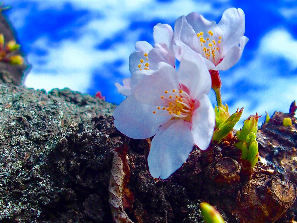 f:id:CHASSESPLEEN:20190321131039j:image