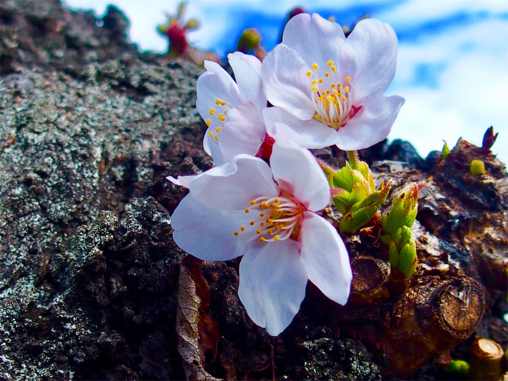 f:id:CHASSESPLEEN:20190321131116j:image