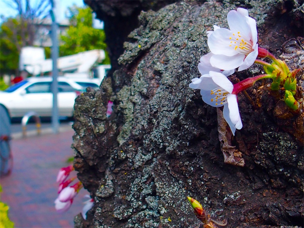 f:id:CHASSESPLEEN:20190321131705j:image