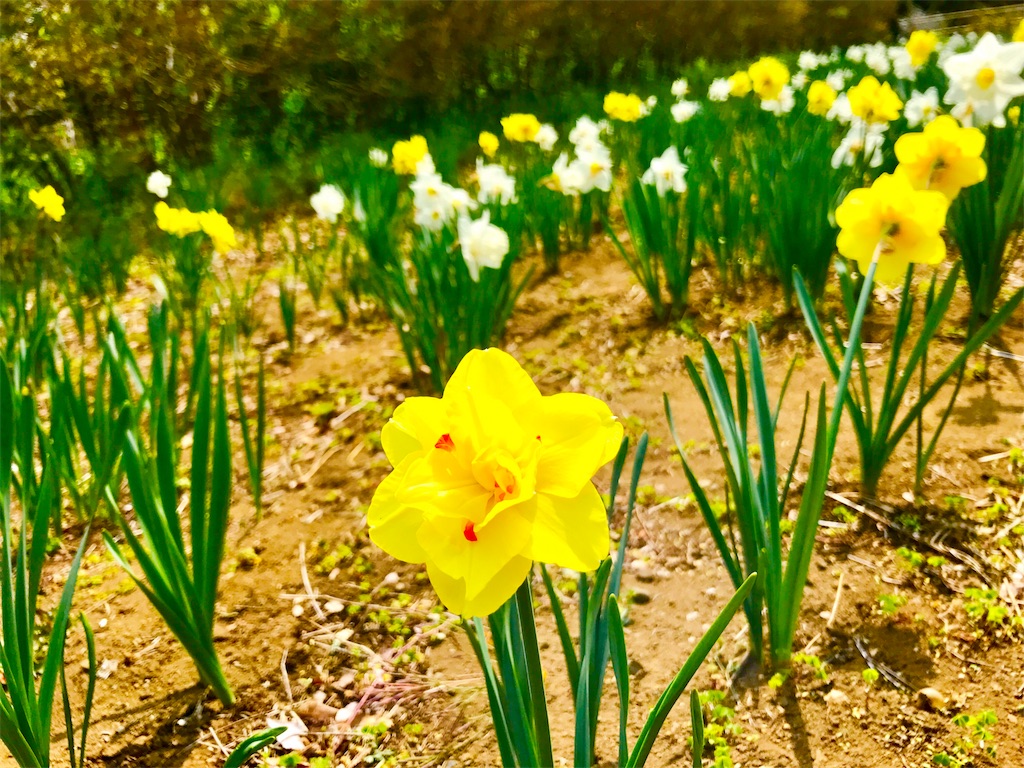 f:id:CHASSESPLEEN:20190407151330j:image