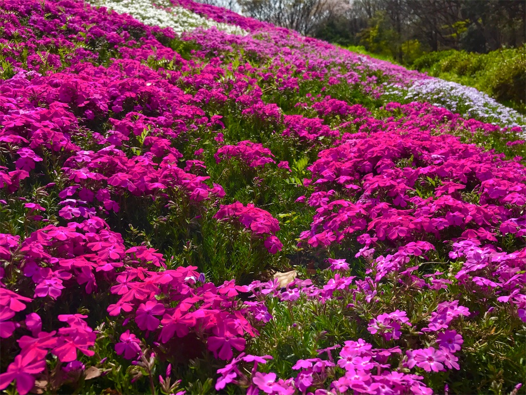 f:id:CHASSESPLEEN:20190407151336j:image