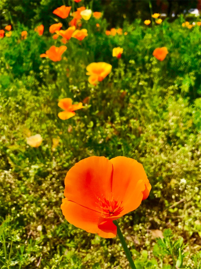 f:id:CHASSESPLEEN:20190407151342j:image