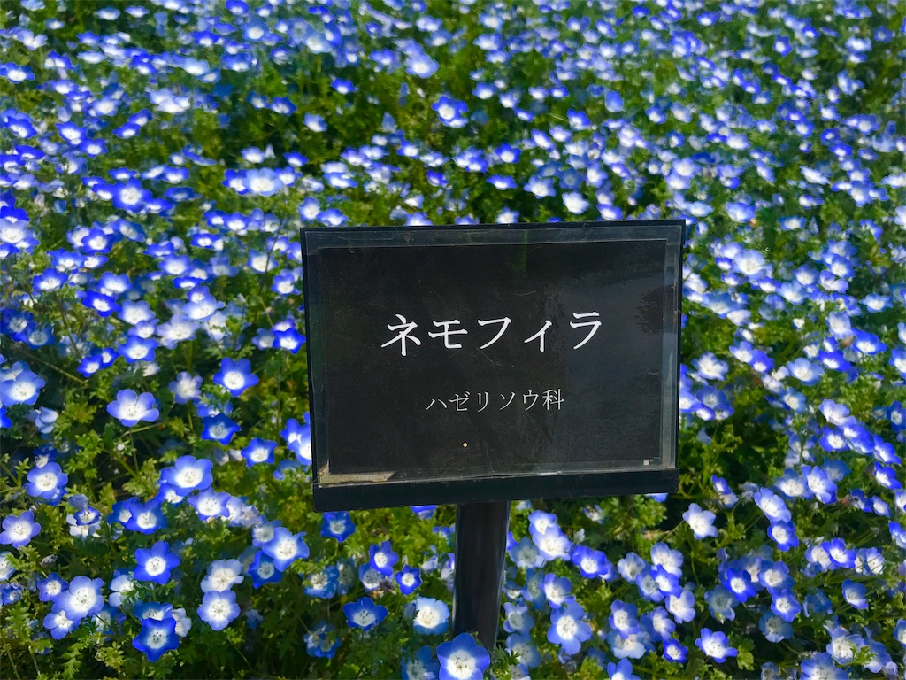 f:id:CHASSESPLEEN:20190512130549j:image
