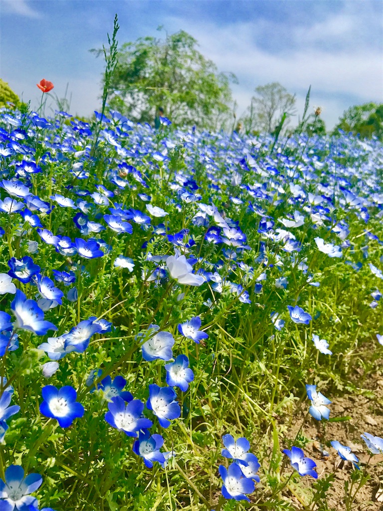 f:id:CHASSESPLEEN:20190512130602j:image