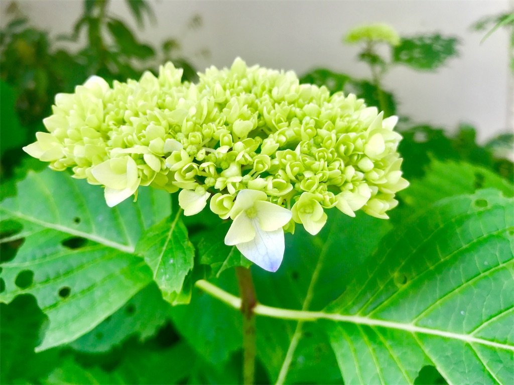 f:id:CHASSESPLEEN:20190518144341j:image