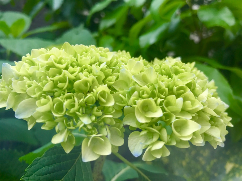 f:id:CHASSESPLEEN:20190518144349j:image