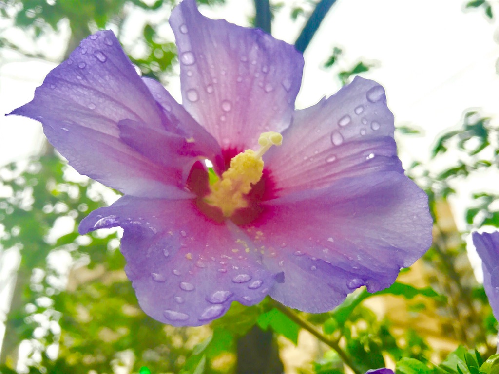 f:id:CHASSESPLEEN:20190629185529j:image