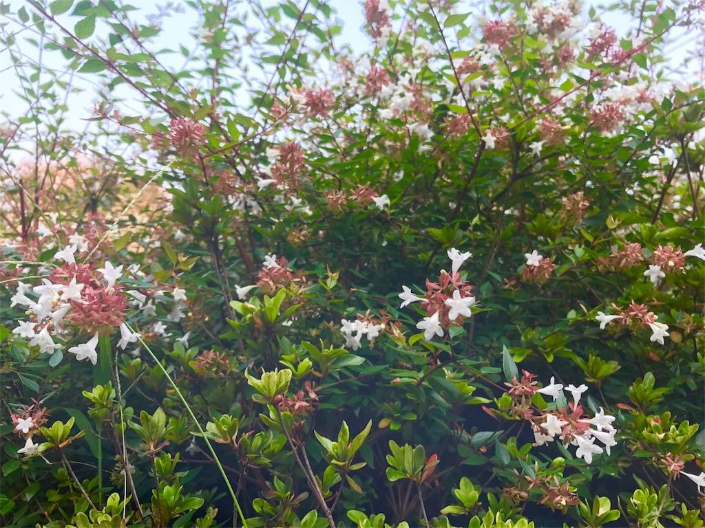 f:id:CHASSESPLEEN:20190802114159j:image