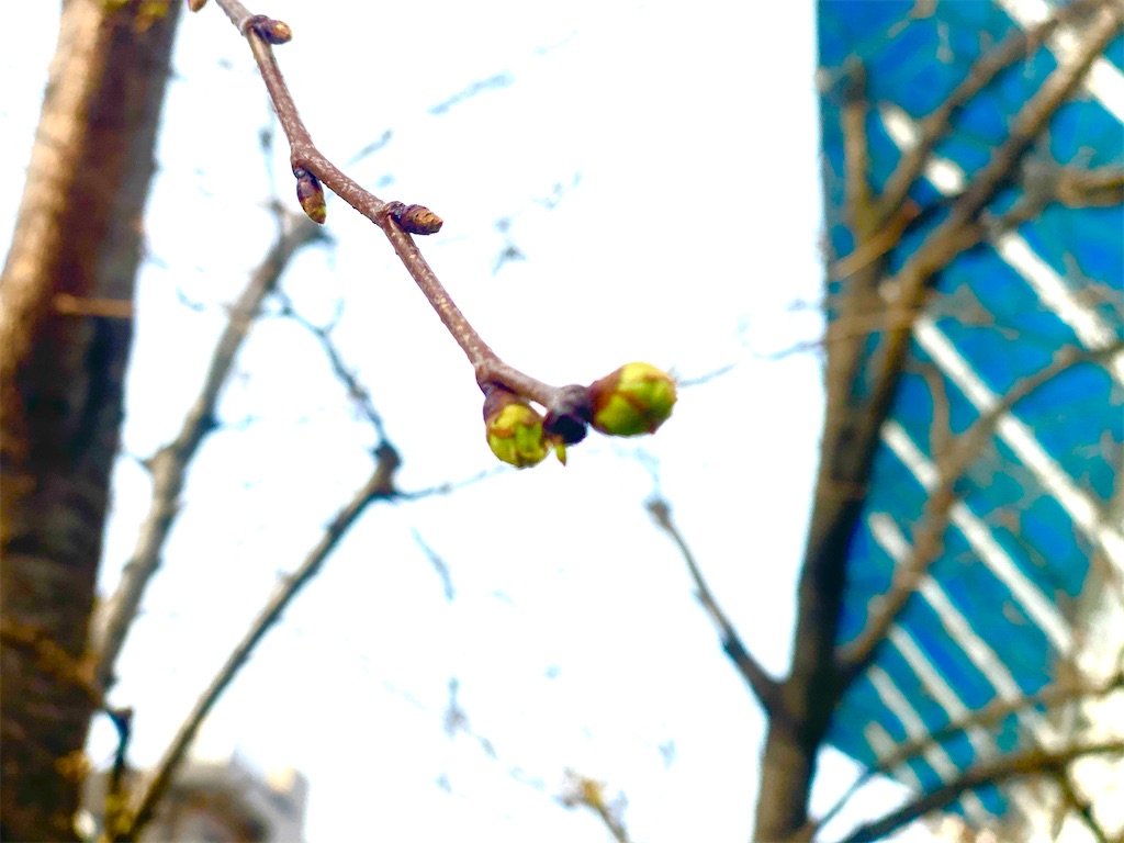 f:id:CHASSESPLEEN:20200313082700j:image