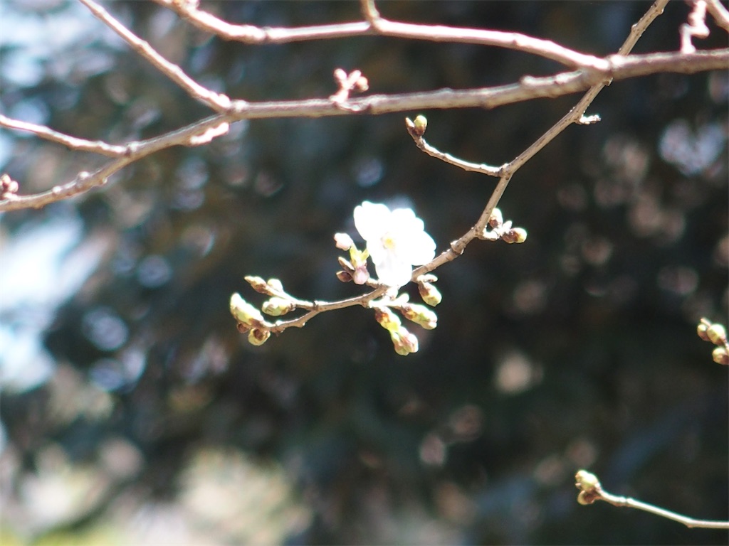 f:id:CHASSESPLEEN:20200313140436j:image